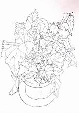 Begonia Drawing Coloring Pages Pencil Tolpuddle Martyr sketch template