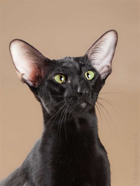 black oriental shorthair oriental shorthair cats oriental cat evander