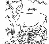 Grassland Coloring Pages Animals Savanna African Getcolorings Getdrawings Printable Colorings sketch template