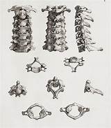 Cervical Vertebrae Spine Vertebra sketch template