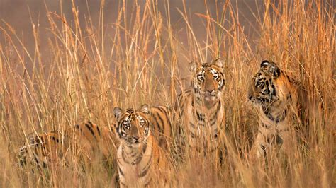 die tigerinnen vom telia see im tadoba andhari tiger reserve indien