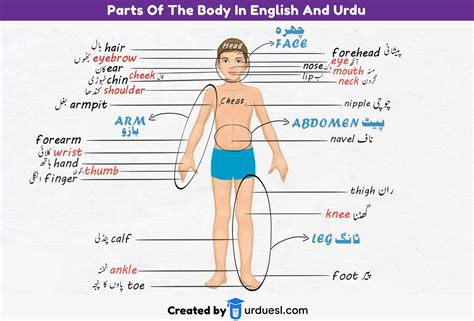 parts  body names  english  urdu  pictures