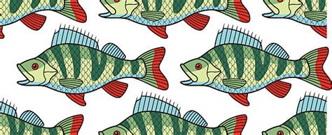 Top Striped Bass Clip Art Vector Graphics And