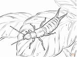 Earwig Coloring Pages European Silverfish Template Categories sketch template