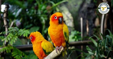 12 common diseases of parrots causes symptoms and treatment parrot