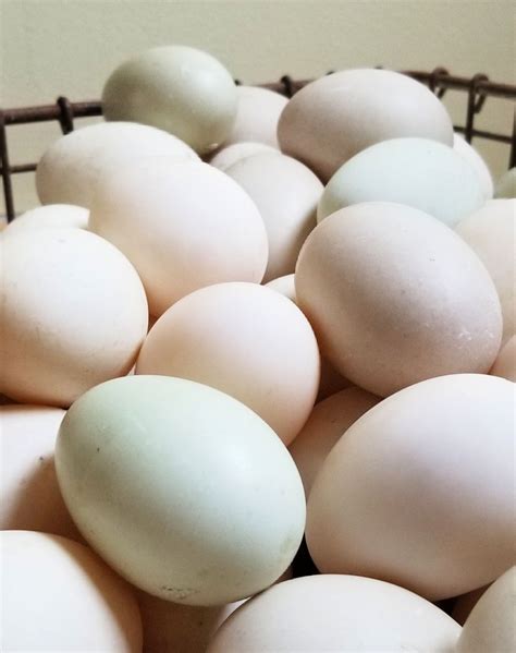 reasons  duck eggs    chicken eggs