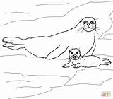 Seal Coloring Pages Baby Harp Mother Seals Color Printable Supercoloring Print Sheet Cute Popular Elephant sketch template