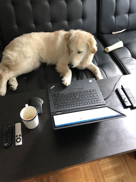 dog writing code   dogswithjobs