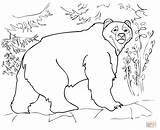 Bear Coloring Kodiak Pages Drawing Crafts sketch template