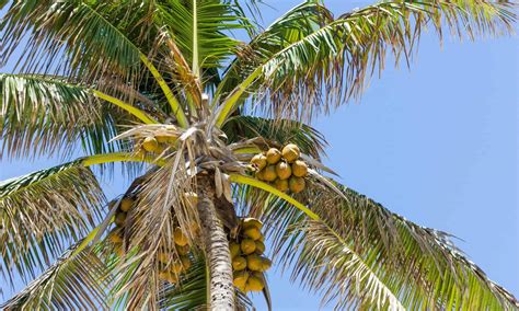 coconut tree  palm tree  key differences   animals