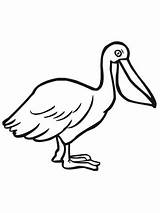 Pelican Pelicans Kids Pelikan Seabird Seevogel Drawings Pelikane sketch template