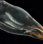 Afbeeldingsresultaten voor "oxycephalus Clausi". Grootte: 182 x 185. Bron: www.roboastra.com
