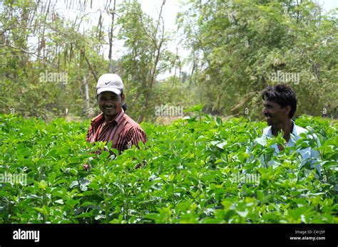 vegetable farming india  res stock photography  images alamy