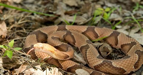 experts offer sc residents advice  avoiding copperhead snake bites