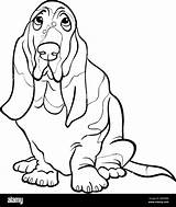 Basset Coloring Hound Dog Book Cartoon Stock Alamy sketch template