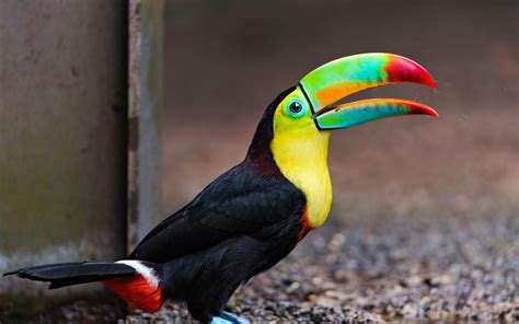 toucan image id  image abyss
