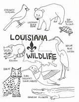 Coloring Pages Wildlife Louisiana Swamp State Bird Color Kids Cajun Printable Animals Flag Preschool Print Florida Lesson Small Arizona Vector sketch template