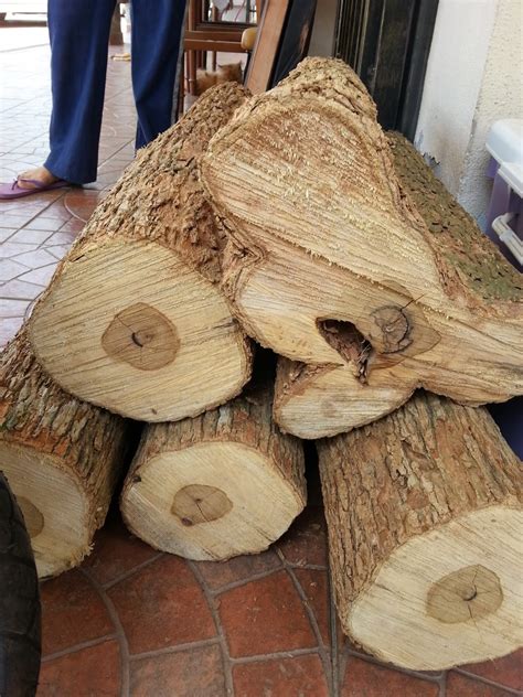 kayu warisan malaysia pokok kemuning  xxx hot girl