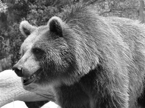 images animal wildlife wild mammal fauna brown bear