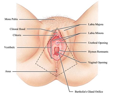 Review Of External Female Sexual Anatomy