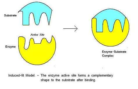 biochemistry    correct model  enzyme substrate