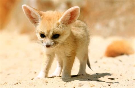 animal  fennec fox