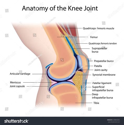 knee joint anatomy labeled stock photo  shutterstock