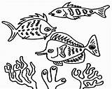 Coloring Fishes Reef Kolorowanki Koralowa Rafa Koralle Loudlyeccentric Dzieci Piranha sketch template