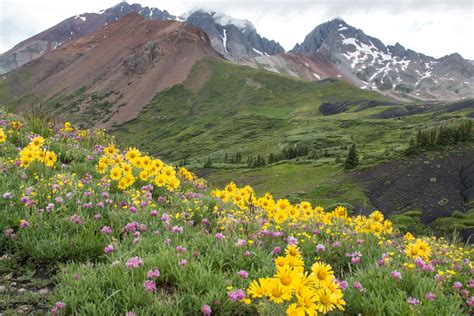 wildflower  top  hikes   colorado blooms colorado public
