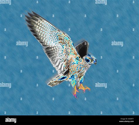 peregrine falcon bird  prey attacking stock photo alamy