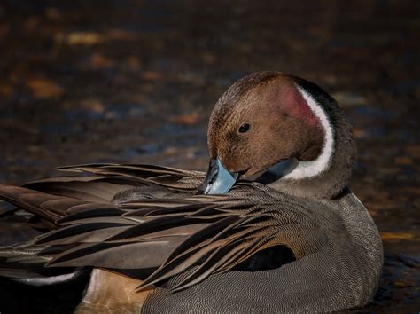 pintail duck hd birds  wallpapers images backgrounds