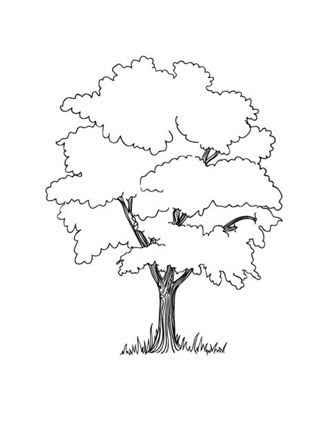 preschool tree coloring pages  print abjz