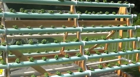 frame vertical hydroponic garden grows  plants