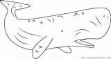 Coloring Whale Sperm Pages Coloringpages101 Printable Color Kids Whales Online Mammals sketch template