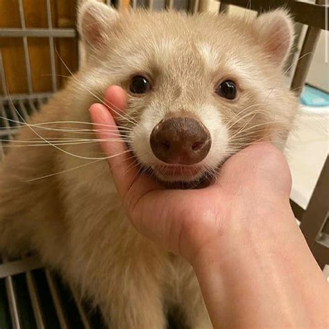 today     albino raccoons   rare       chance   born