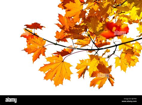 maple tree branch  fall leaves isolated  white stock photo alamy