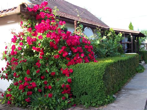 small rose bushes a complete guide to growing and caring for them