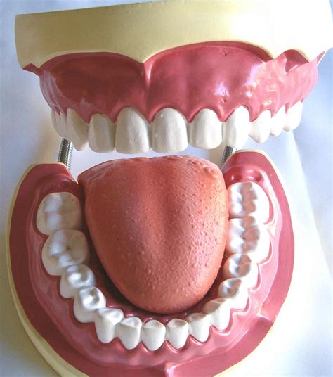 giant tooth teeth brushing hygiene dental education teaching model  ebay