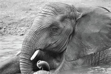 elephant spa photograph  aaron geraud fine art america