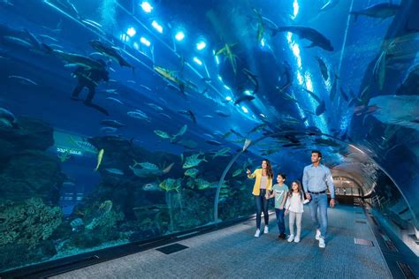 dubai aquarium  underwater zoo armani hotels