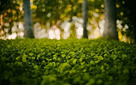 green nature grass bokeh blurred background wallpapers hd desktop  mobile backgrounds