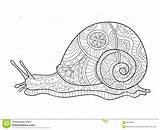 Escargot Snail Lumaca Vecteur Adulti Vettore Zentangle Adulte Stress Lines sketch template