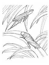 Leafhopper Insectos sketch template