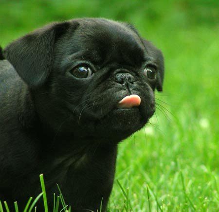 pug dog breed  dog lovers pictures