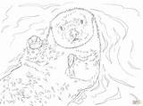 Otter Sea Coloring Drawing Pages Printable Portrait Dot Getdrawings Color Print Getcolorings Colorings Wonderful Skip Main sketch template