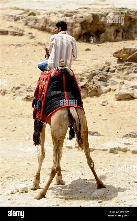 Stubborn Camel With A Crazy Egyptian Camel Jockey Pyramids Of Giza