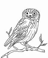 Coloring Pages Owl Owls Kids sketch template