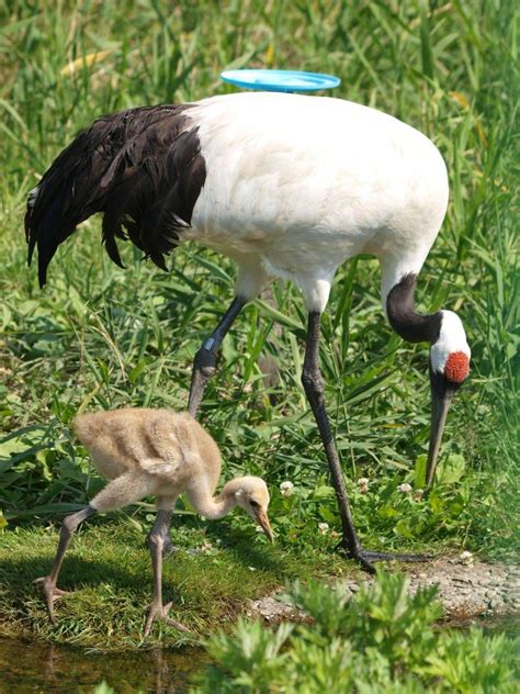 red crowned cranes grus japonensis tohoku japan pictures