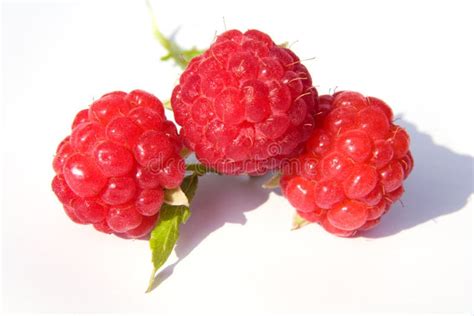 raspberry stock image image  fruits ripe berries
