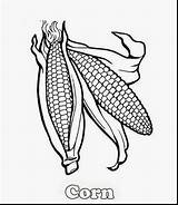 Corn Cob Drawing Coloring Getdrawings Stalks sketch template